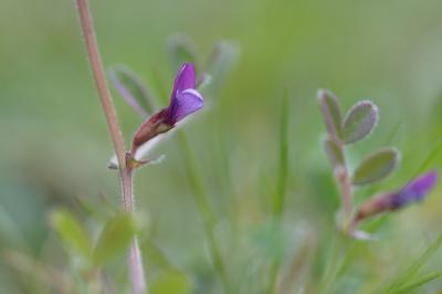 <i>Vicia lathyroides</i>