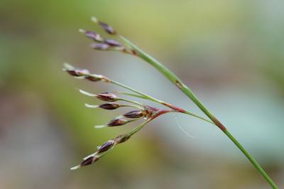 <i>Luzula forsteri</i>
