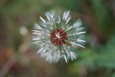 <i>Taraxacum section Erythosperma</i>