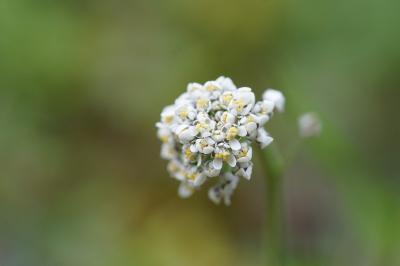 <i>Teesdalia nudicaulis</i>