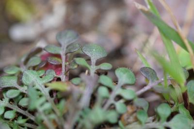 <i>Teesdalia nudicaulis</i>