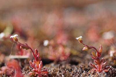 <i>Saxifraga tridactylites</i>