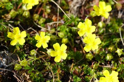 <i>Potentilla verna</i>