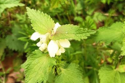 <i>Lamium album</i>