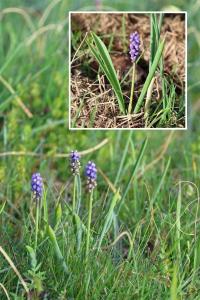<i>Muscari botryoides</i>