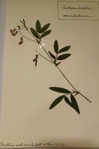 <i>Lathyrus linifolius</i>
