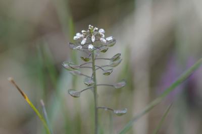 <i>Microthlaspi perfoliatum</i>
