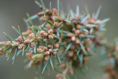<i>Juniperus communis</i>