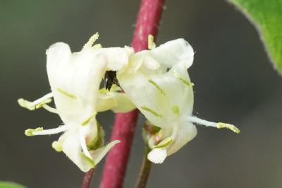 <i>Lonicera xylosteum</i>
