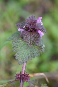 <i>Lamium hybridum</i>