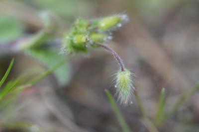<i>Cerastium brachypetalum</i>