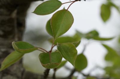 <i>Pyrus communis subsp. pyraster</i>