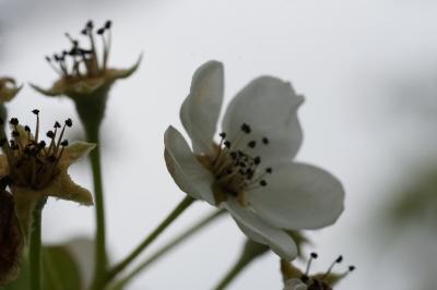 <i>Pyrus communis subsp. pyraster</i>