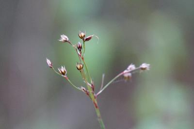 <i>Luzula pilosa</i>