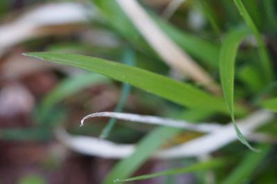 <i>Luzula pilosa</i>