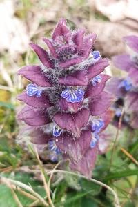<i>Ajuga pyramidalis</i>