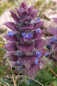 <i>Ajuga pyramidalis</i>