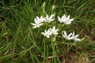 <i>Ornithogalum divergens</i>