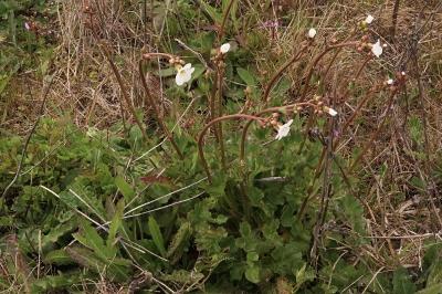 <i>Saxifraga granulata</i>