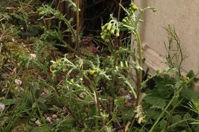 <i>Senecio vulgaris</i>