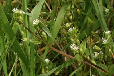 <i>Stellaria media</i>