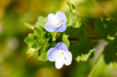 <i>Veronica persica</i>