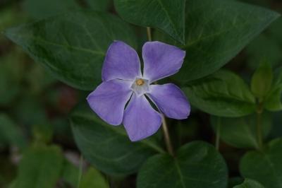 <i>Vinca major</i>