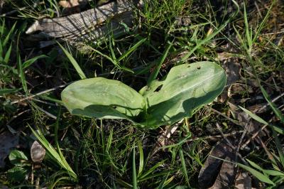 <i>Himantoglossum hircinum</i>