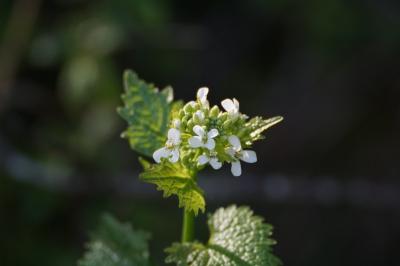 <i>Alliaria petiolata</i>