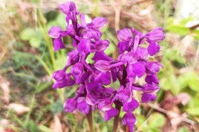 <i>Anacamptis morio</i>