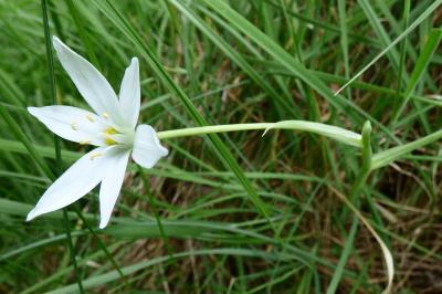 <i>Ornithogalum divergens</i>