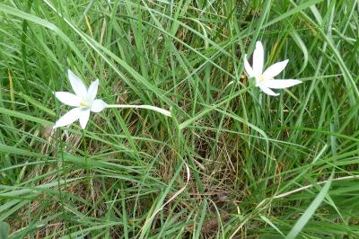 <i>Ornithogalum divergens</i>