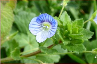 <i>Veronica persica</i>