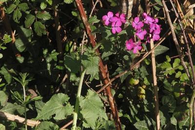 <i>Lunaria annua</i>