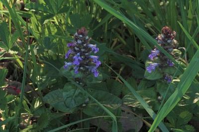 <i>Ajuga reptans</i>