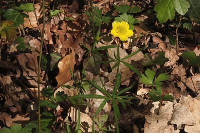 <i>Ranunculus auricomus</i>