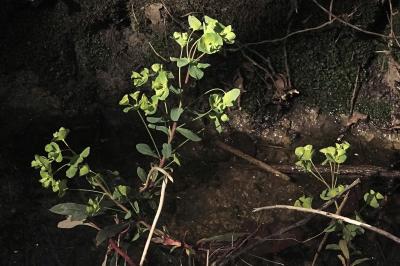 <i>Euphorbia amygdaloides</i>