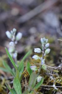 <i>Polygala amarella</i>