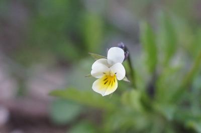 <i>Viola arvensis</i>