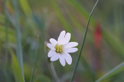 <i>Cerastium arvense</i>