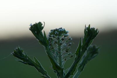 <i>Lepidium campestre</i>