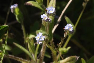 <i>Myosotis ramosissima</i>