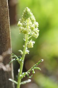 <i>Reseda lutea</i>