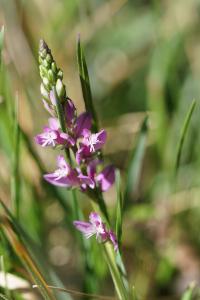 <i>Polygala vulgaris</i>