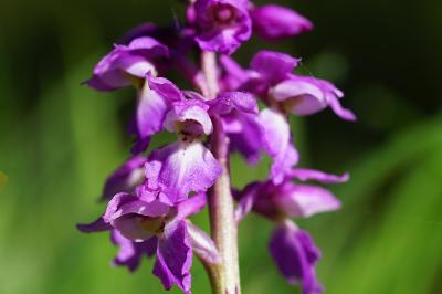 <i>Orchis mascula</i>