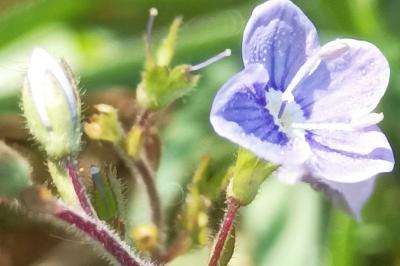 <i>Veronica chamaedrys</i>