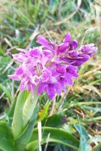<i>Orchis mascula</i>