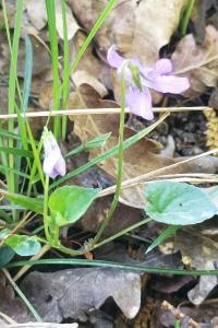 <i>Viola reichenbachiana</i>
