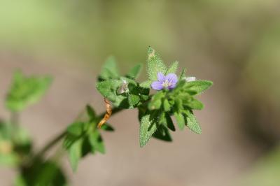 <i>Veronica arvensis</i>
