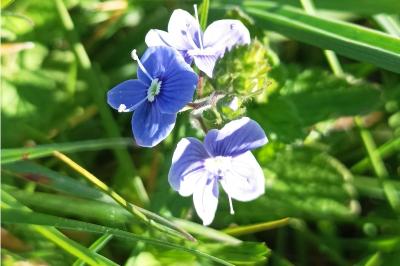 <i>Veronica chamaedrys</i>